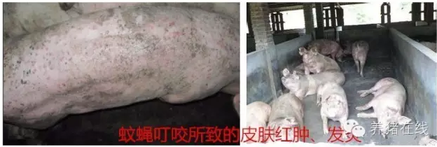 夏季猪场灭蝇的小妙招