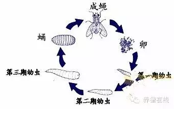 夏季猪场灭蝇的小妙招
