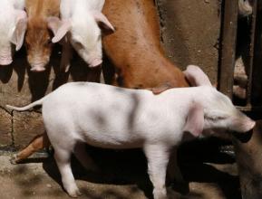 猪价涨跌互现 养殖户需继续关注极端天气