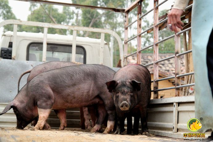 为销赃不留痕 盗猪贼竟从网上卖猪！
