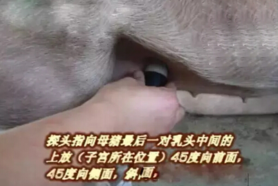 猪用B超机使用方法图文详解