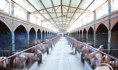 生猪目标价格保险推广遇阻!时机不对,养殖户不买账