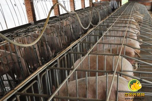 浙江：宁波市搬迁养殖猪4625家