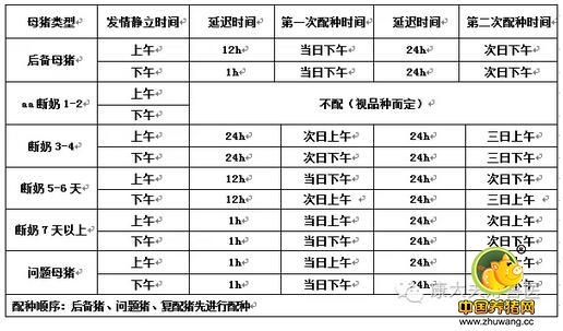 母猪查情与输精操作步骤