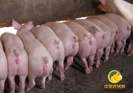 注意了！具有畜牧遗传资源保护品种 国家将重金扶持