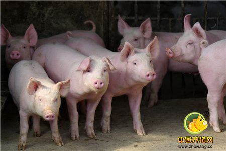 云南：投入60万帮助贫困户发展养殖业