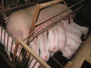 “母猪寄养 猪仔分成 ” 扶贫模式 养别人的猪 发自己的财！