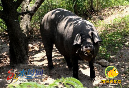 海阳惊现偷吃瓜果的"野猪" 原是村民散养的黑猪