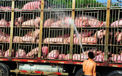 酷热天车厢变“烤箱” 百余“二师兄”险成烤猪