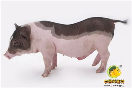 生猪和能繁母猪存栏同比增长 后期生猪肉价格将回归正常