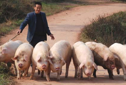 生猪出栏价格下降 但零售猪肉却依然高价