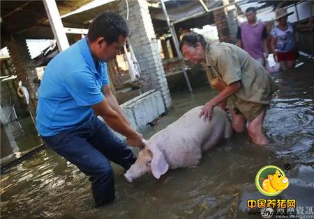 心碎！千头生猪被洪水冲走大半 养殖户抱着小猪痛哭