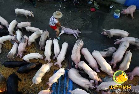 心碎！千头生猪被洪水冲走大半 养殖户抱着小猪痛哭