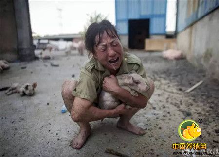 心碎！千头生猪被洪水冲走大半 养殖户抱着小猪痛哭