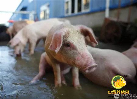 心碎！千头生猪被洪水冲走大半 养殖户抱着小猪痛哭