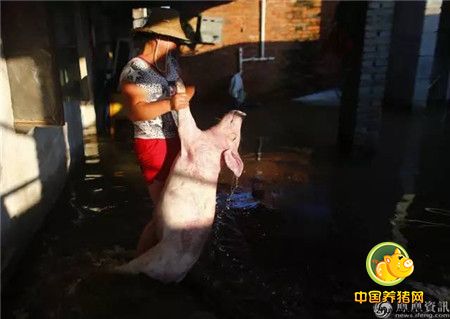 心碎！千头生猪被洪水冲走大半 养殖户抱着小猪痛哭