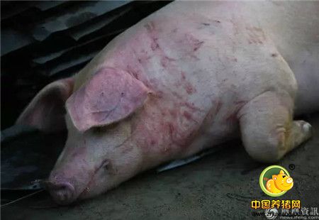 心碎！千头生猪被洪水冲走大半 养殖户抱着小猪痛哭