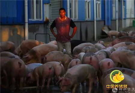 心碎！千头生猪被洪水冲走大半 养殖户抱着小猪痛哭