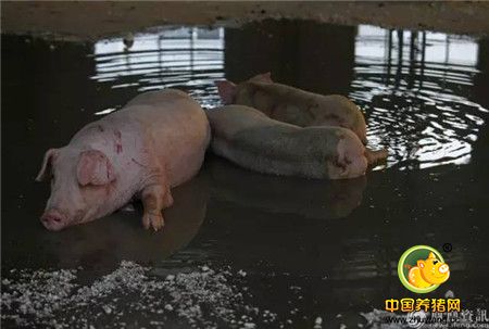 心碎！千头生猪被洪水冲走大半 养殖户抱着小猪痛哭