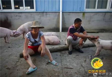 心碎！千头生猪被洪水冲走大半 养殖户抱着小猪痛哭