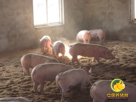 租猪场因排污被迫搬迁 房东要赔偿？