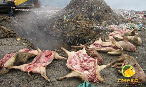 是谁纵容了上亿规模病死猪的惊天大案？