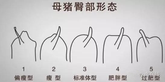 关于母猪的饲喂方法?