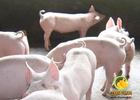 后市的压栏大猪应该少于往年