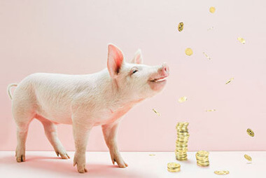 猪市利好利空相互碰撞 猪价短期弱势长期看涨