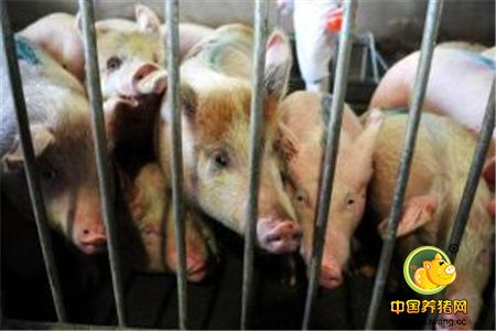 村民欠钱不还104头猪被查封 将猪拿去卖被拘15天