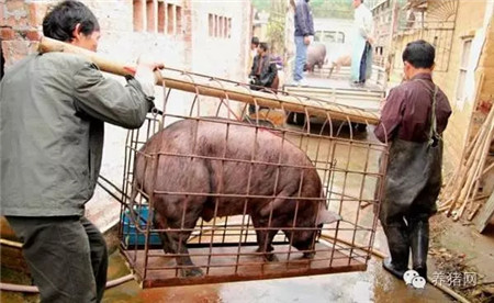 难怪养猪人赚不到钱！原来猪贩子竟然......