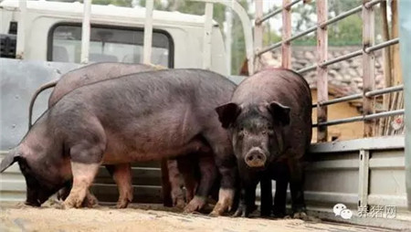 难怪养猪人赚不到钱！原来猪贩子竟然......