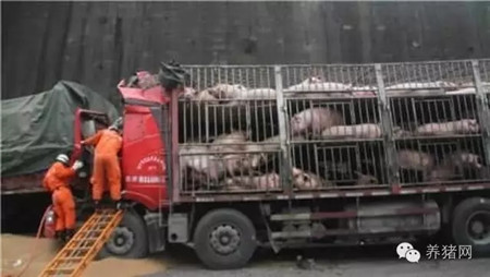 难怪养猪人赚不到钱！原来猪贩子竟然......