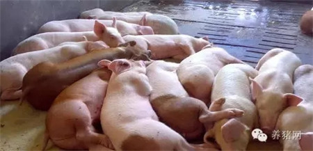 难怪养猪人赚不到钱！原来猪贩子竟然......