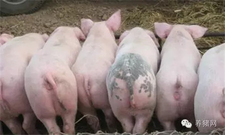 难怪养猪人赚不到钱！原来猪贩子竟然......