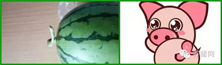 难怪养猪人赚不到钱！原来猪贩子竟然......