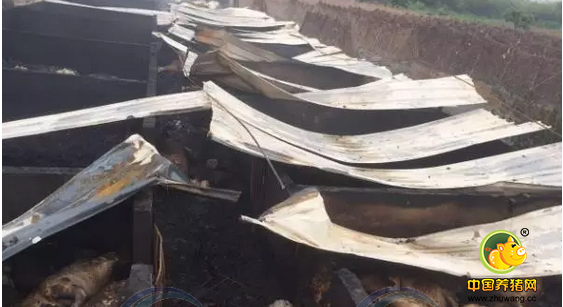 惠州一猪场突发大火 200多头肥猪秒变烤猪