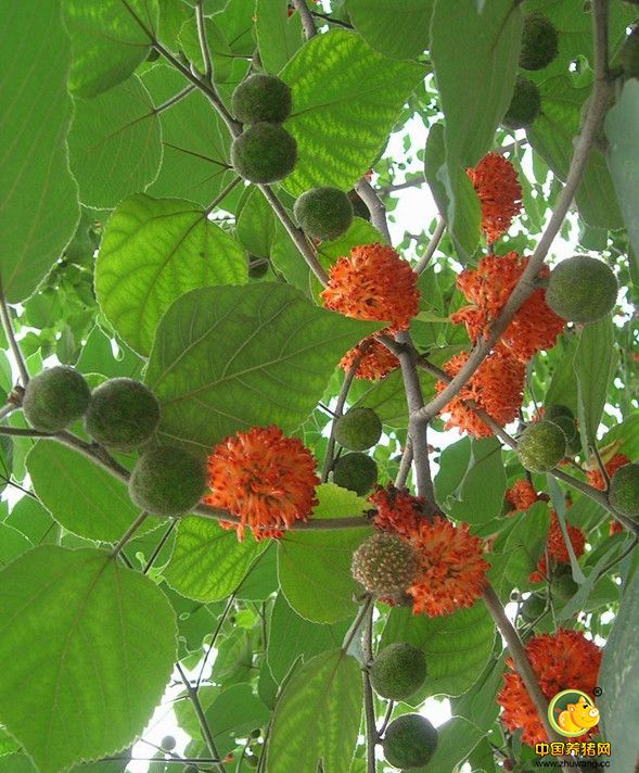 用构树叶养猪 成本竟减少12%！