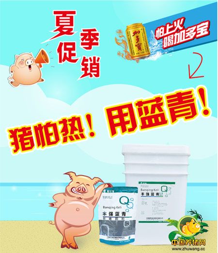 炎炎夏日猪怕热？ 用蓝青！优惠活动中！