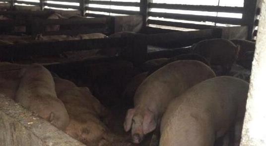 上海多地餐厨垃圾违规卖给养殖场 喂猪吃肯德基