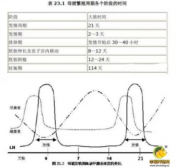 母猪的发情周期、性成熟及其诱导（一）