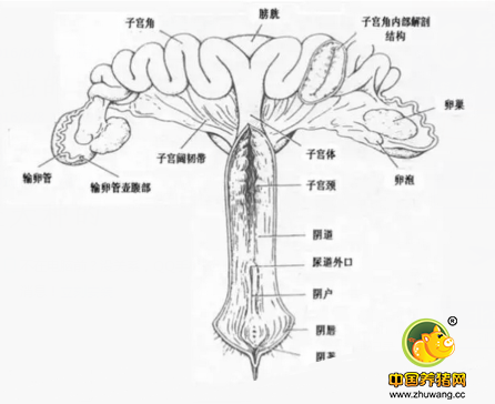 通过胎膜判定母猪分娩是否结束