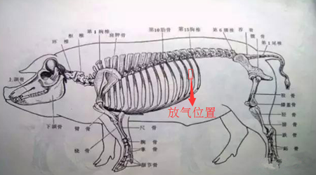 简单易学猪胀气急救办法，真能救猪命！