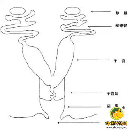 母猪的发情周期、性成熟及其诱导到底该怎么做？！