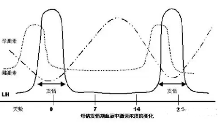 母猪的发情周期、性成熟及其诱导到底该怎么做？！