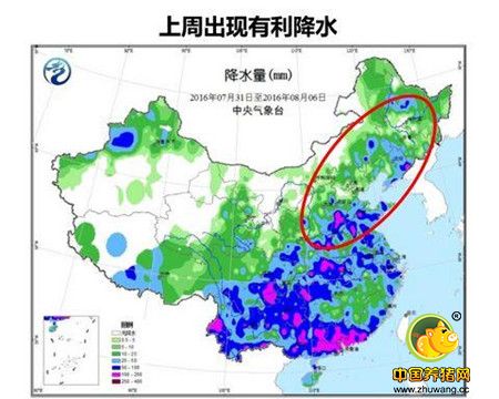 玉米熊途中的天气炒作 结合图表分析玉米行情