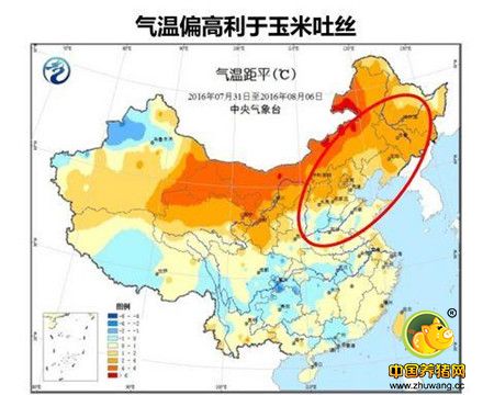 玉米熊途中的天气炒作 结合图表分析玉米行情