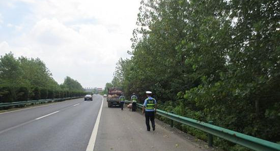 宣城高速上一运猪车未拴牢 3头300多斤重肥猪跳车逃跑