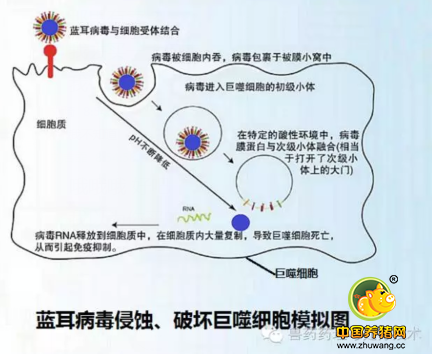 替米考星真能抗蓝耳病毒吗？