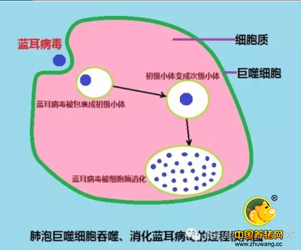 替米考星真能抗蓝耳病毒吗？